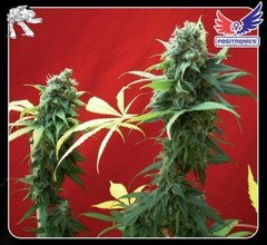 Jack Diesel positronics single feminized seeds