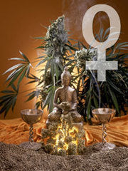 Jack Flash 5 single sensi seeds feminized