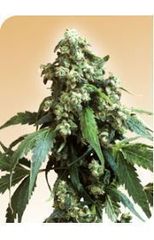 Jack Flash single sensi seeds