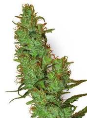 Jack Herer single regular seeds