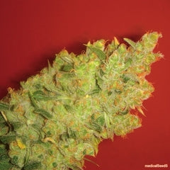 Jack La Mota medical single seeds