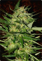 Jack Plant advanced single seeds feminized