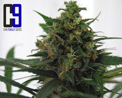 Jack 33 CH9 single seeds