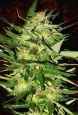 jack plant advanced seeds