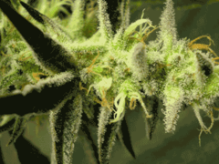 Jack The Ripper marijuana seeds