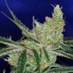 Jack's Cleaner 2 marijuana seeds