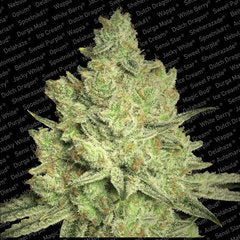 Jacky White paradise single seed feminised