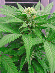 Jah Herer cannabis seed