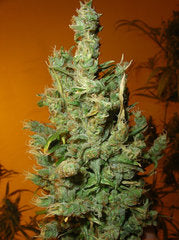 Jamaican Grape single seeds