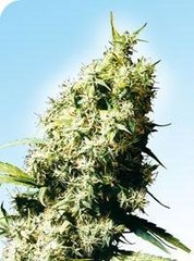 Jamaican Pearl single sensi seeds