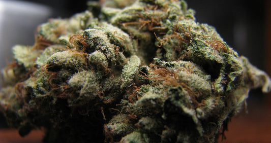 Jedi marijuana seeds