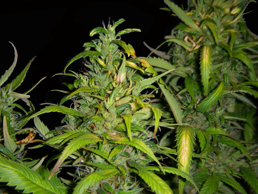 Jesus Christ marijuana seeds