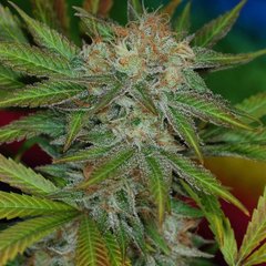 Jilly Bean TGA subcool single seeds