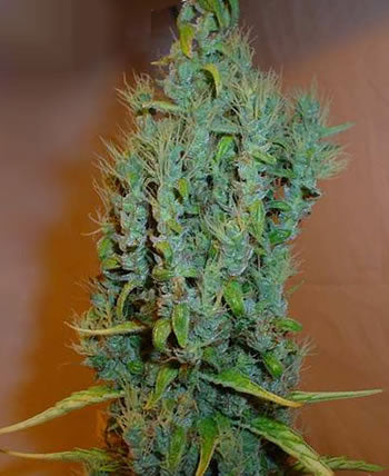 Johnny Blaze marijuana seeds