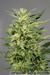 Jorges Diamonds #1 dutch passion single seeds