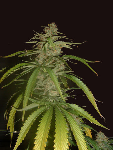 Juliet marijuana seeds