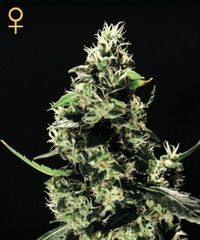 K Train single Green House seeds feminized