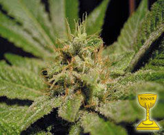 KAL X TH single seeds