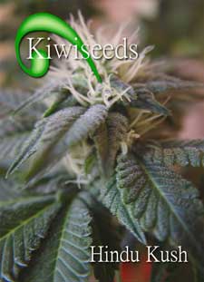 Hindu Kush