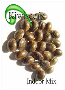 Kiwi Indoor mix