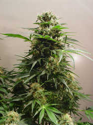 Kiwi Skunk