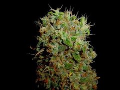 Kahuna soma single seeds