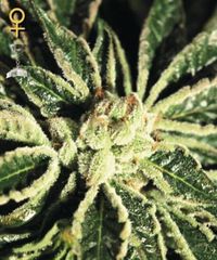 Kia Kush marijuana seeds