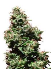 Kali Haze single seeds