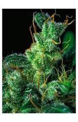 Kali Mist single Serious Seeds