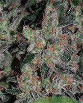 Kalichakra marijuana seeds