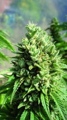 kandy kush marijuana seeds