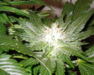 Kannabia La Blanca seeds