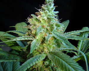 Kannabia Seeds Mataro Blue seed