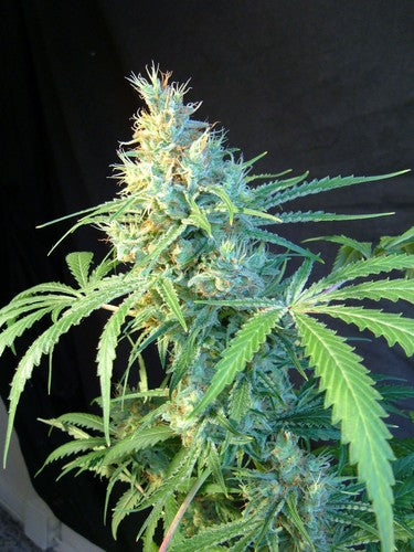 Kannabia Citrus seeds