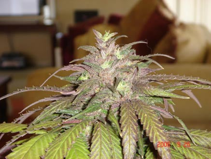 Kashmir Resin Seeds