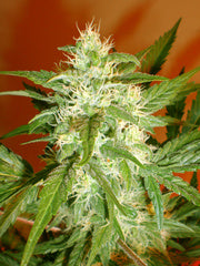 Kaya 47 feminized single seeds