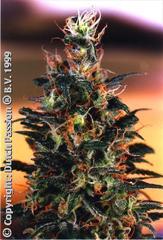 Khola dutch passion single feminized seeds