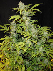 Killa Watt single feminized seeds