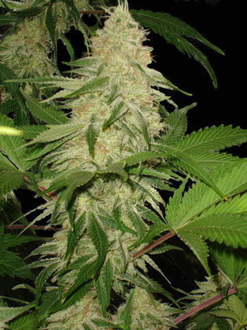 killer queen marijuana seeds