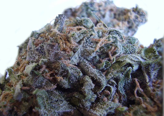 Kings Cross marijuana seeds