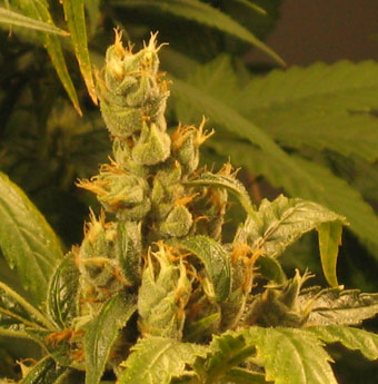 klondike marijuana seeds