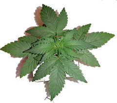 Kushadelic single seeds