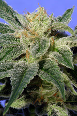Bull Dog O.Z. kush seeds
