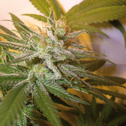 Kushberry feminized marijuana seeds