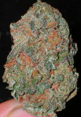 Kushberry marijuana seeds