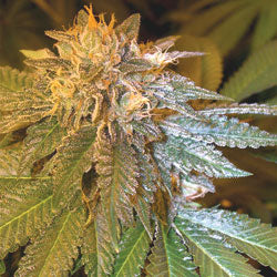 LA Confidential feminized seeds