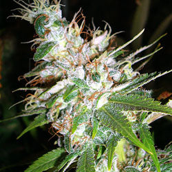 LA Women feminized marijuana seeds