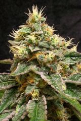 Confidential single seeds