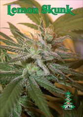 Lemon skunk
