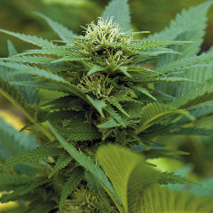 LSD barney single seeds